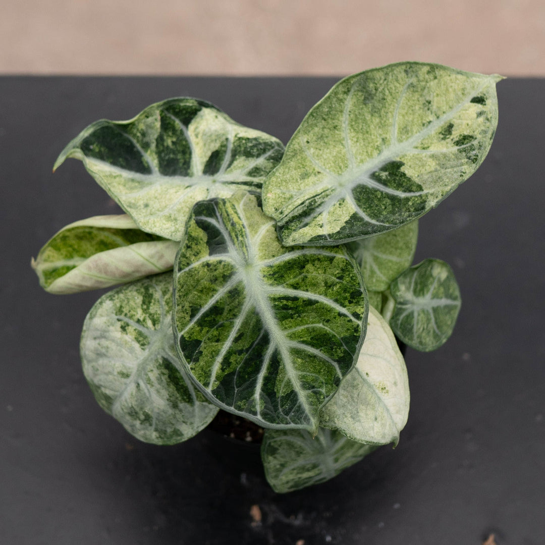 Gabriella Plants Alocasia 4" Alocasia  &