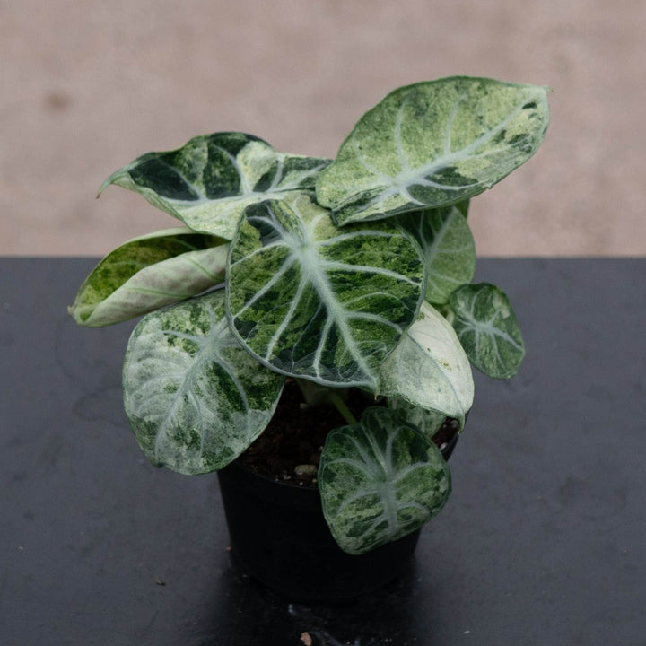 Gabriella Plants Alocasia 4" Alocasia  &