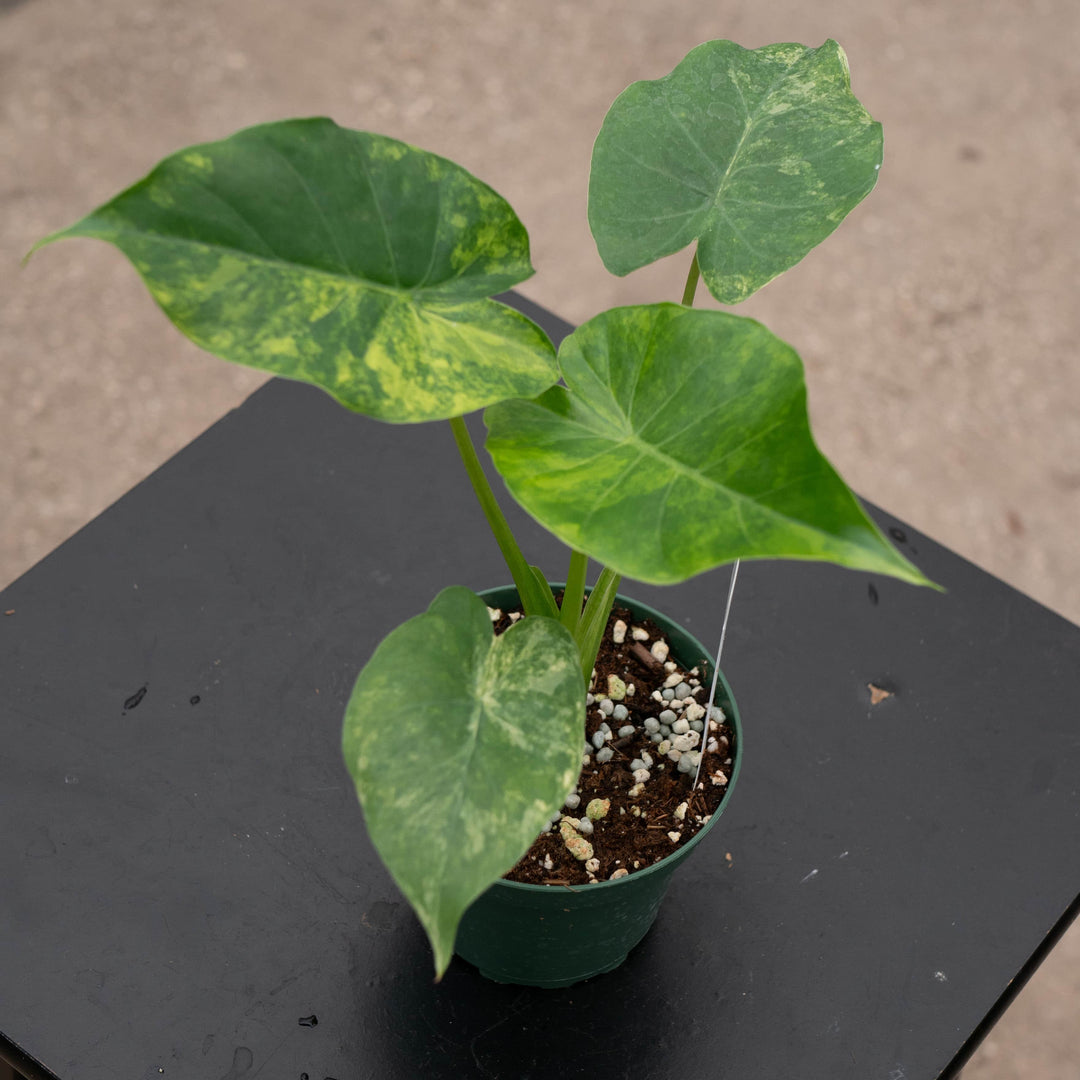 Gabriella Plants Alocasia 4" Alocasia odora aurea variegated