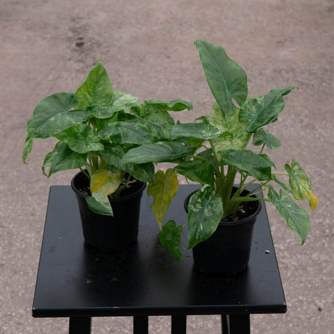 Gabriella Plants Alocasia 4" Alocasia odora 'Batik'