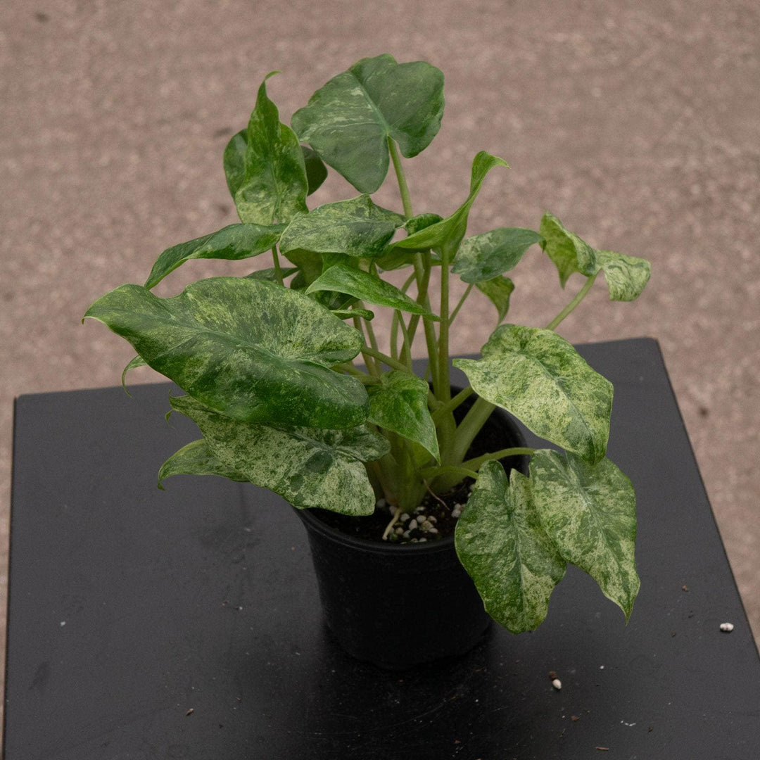 Gabriella Plants Alocasia 4" Alocasia odora 'Batik'