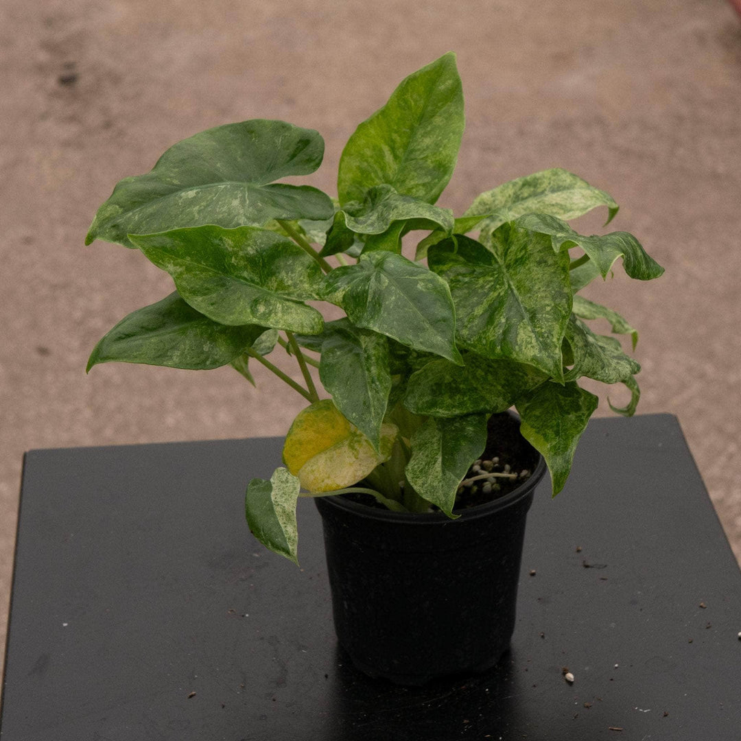 Gabriella Plants Alocasia 4" Alocasia odora 'Batik'