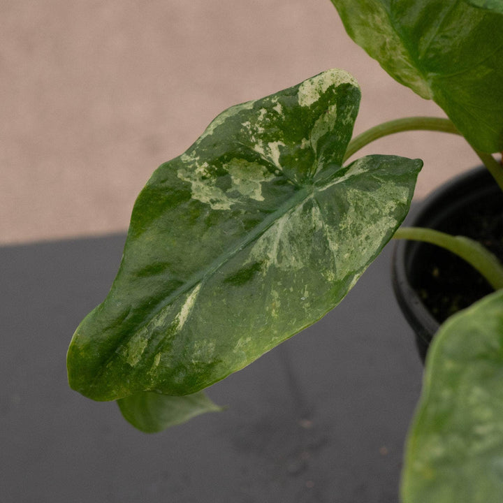 Gabriella Plants Alocasia 4" Alocasia odora 'Batik'