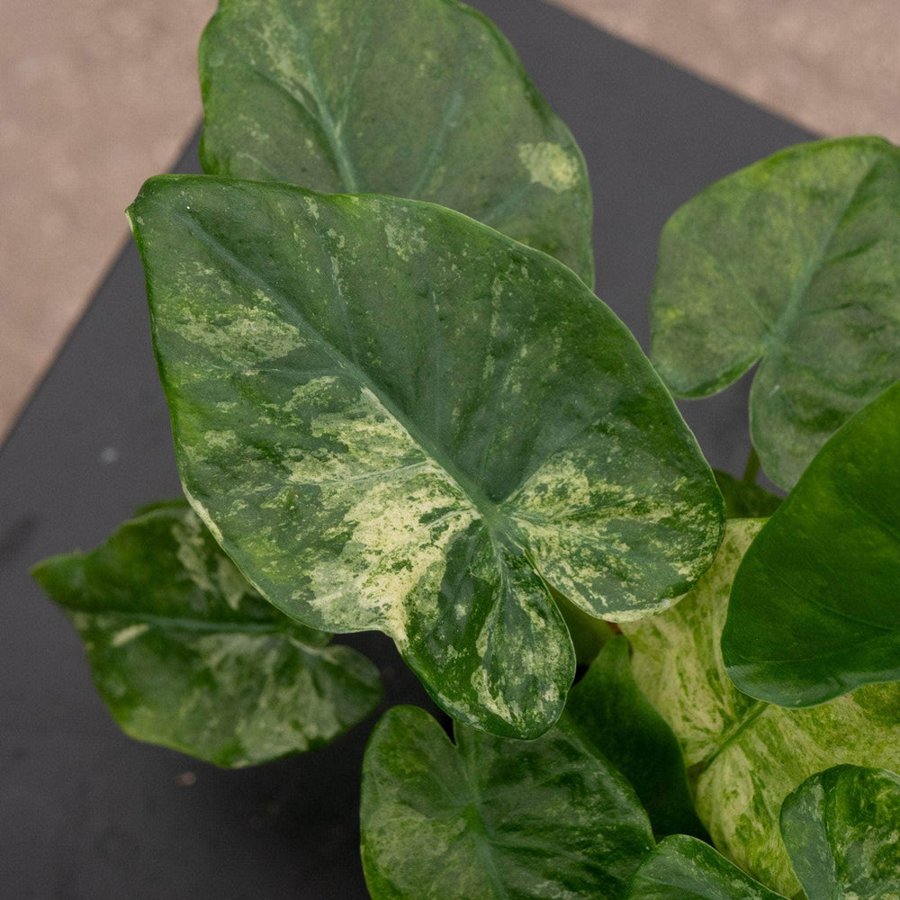 Gabriella Plants Alocasia 4" Alocasia odora 'Batik'