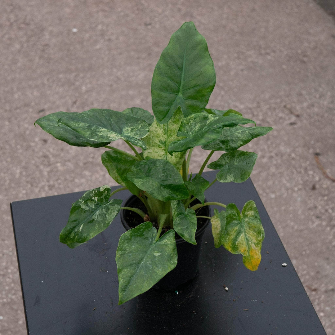 Gabriella Plants Alocasia 4" Alocasia odora 'Batik'