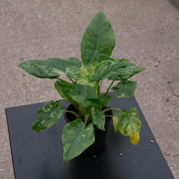 Gabriella Plants Alocasia 4" Alocasia odora 'Batik'