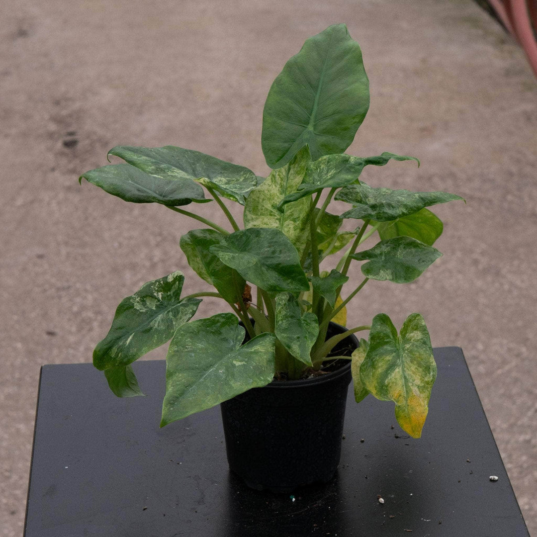 Gabriella Plants Alocasia 4" Alocasia odora 'Batik'