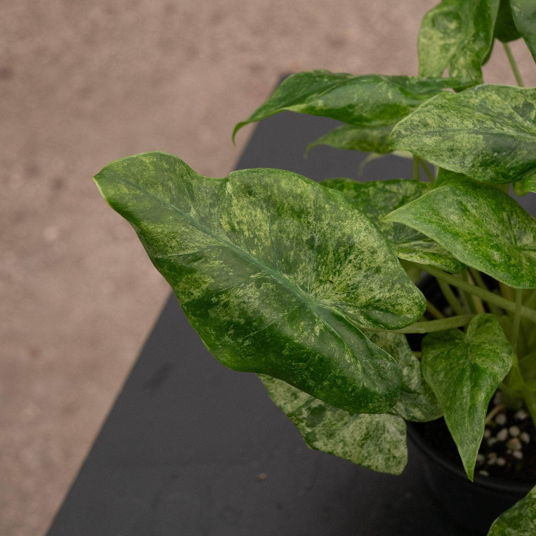 Gabriella Plants Alocasia 4" Alocasia odora 'Batik'