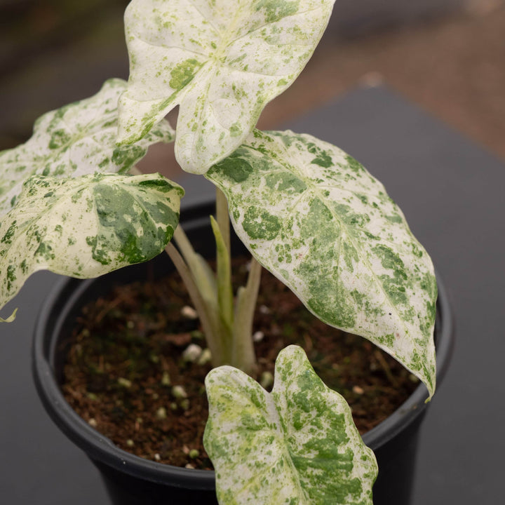 Gabriella Plants Alocasia 4" Alocasia odora 'Batik'