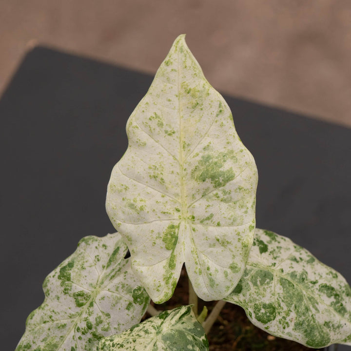 Gabriella Plants Alocasia 4" Alocasia odora 'Batik'