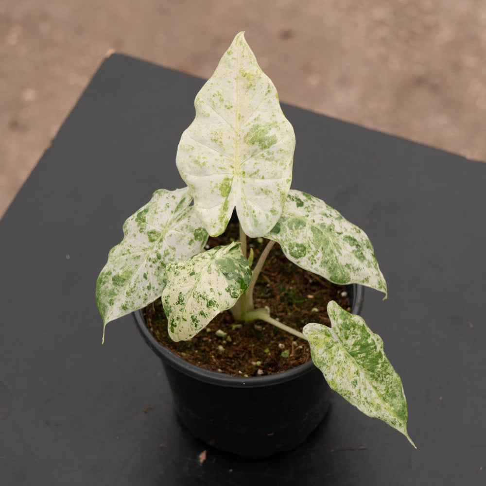 Gabriella Plants Alocasia 4" Alocasia odora 'Batik'