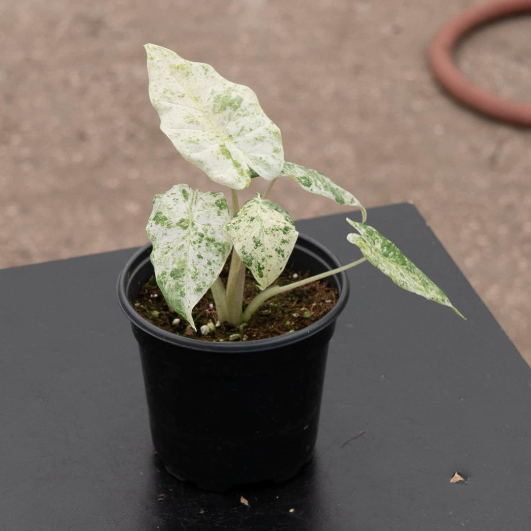 Gabriella Plants Alocasia 4" Alocasia odora 'Batik'