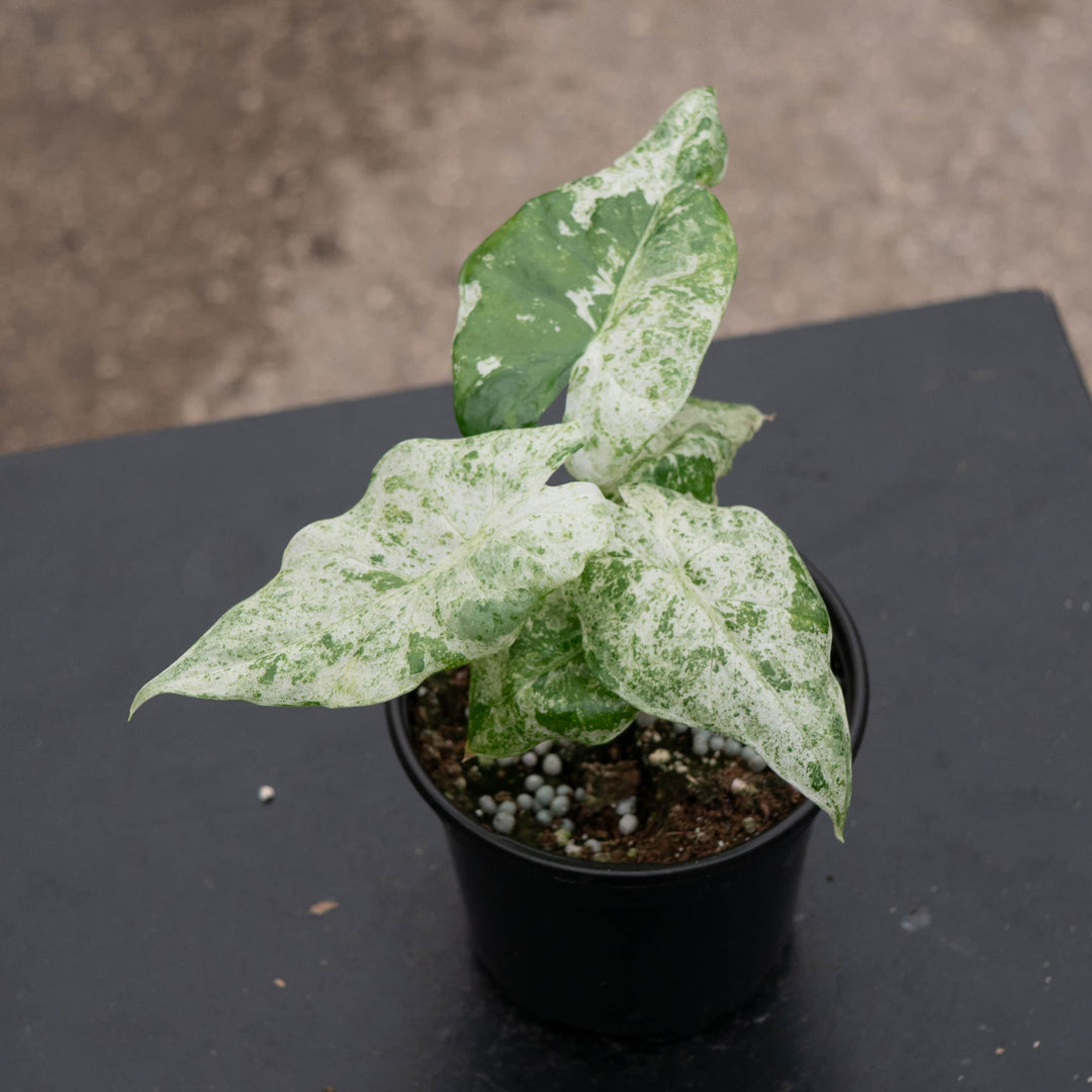 Gabriella Plants Alocasia 4" Alocasia odora 'Batik'