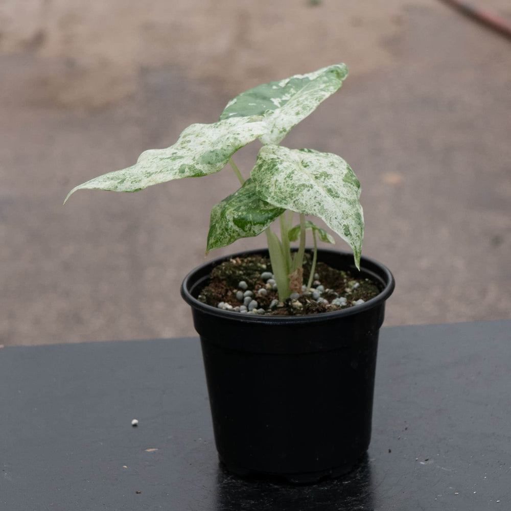 Gabriella Plants Alocasia 4" Alocasia odora 'Batik'