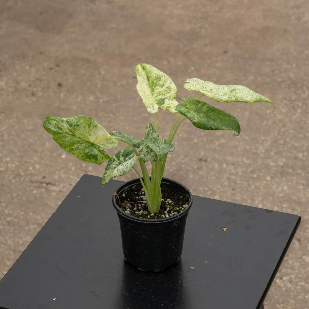 Gabriella Plants Alocasia 4" Alocasia odora 'Batik'