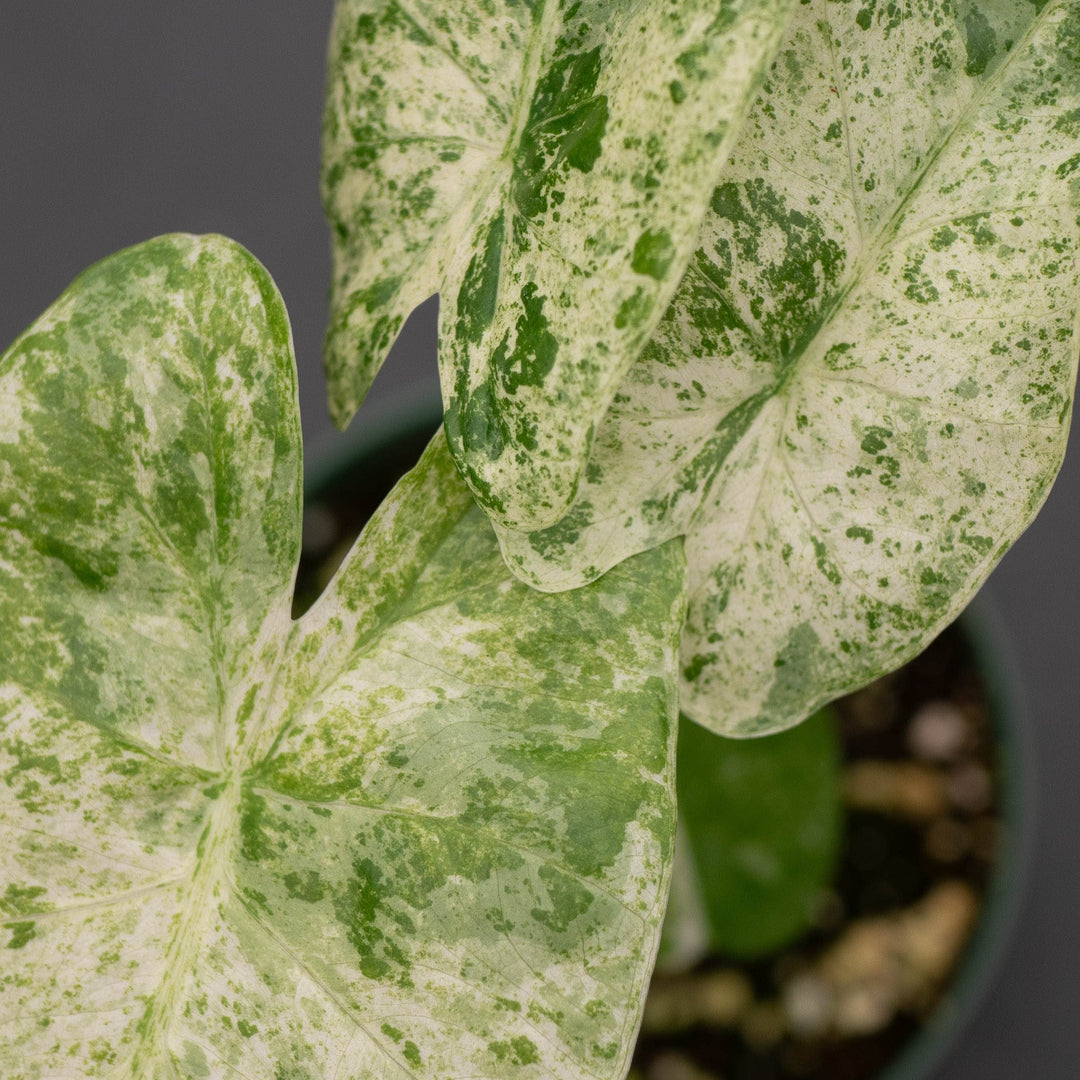 Gabriella Plants Alocasia 4" Alocasia odora &