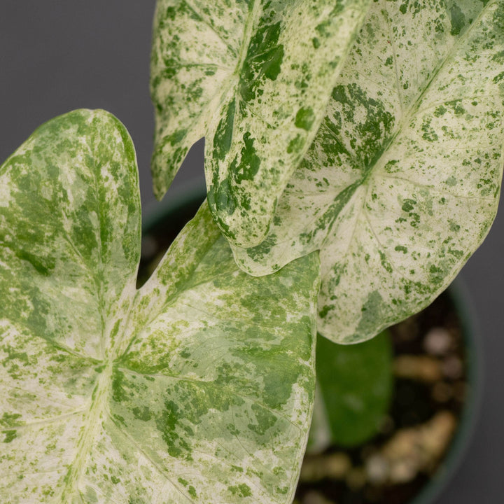 Gabriella Plants Alocasia 4" Alocasia odora &