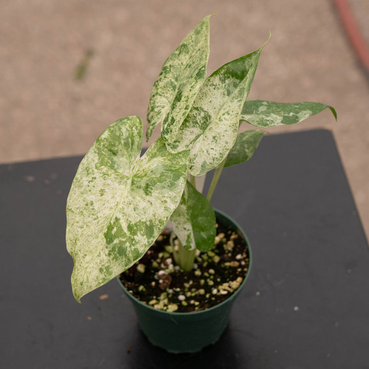 Gabriella Plants Alocasia 4" Alocasia odora &