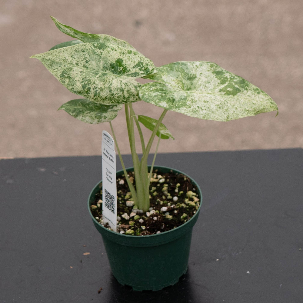 Gabriella Plants Alocasia 4" Alocasia odora 'Batik'