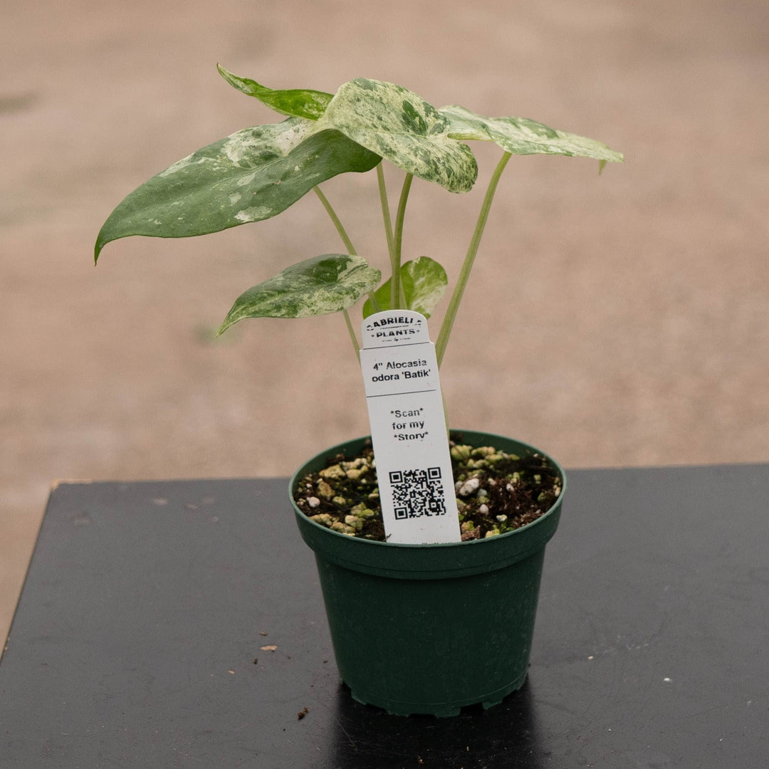 Gabriella Plants Alocasia 4" Alocasia odora 'Batik'