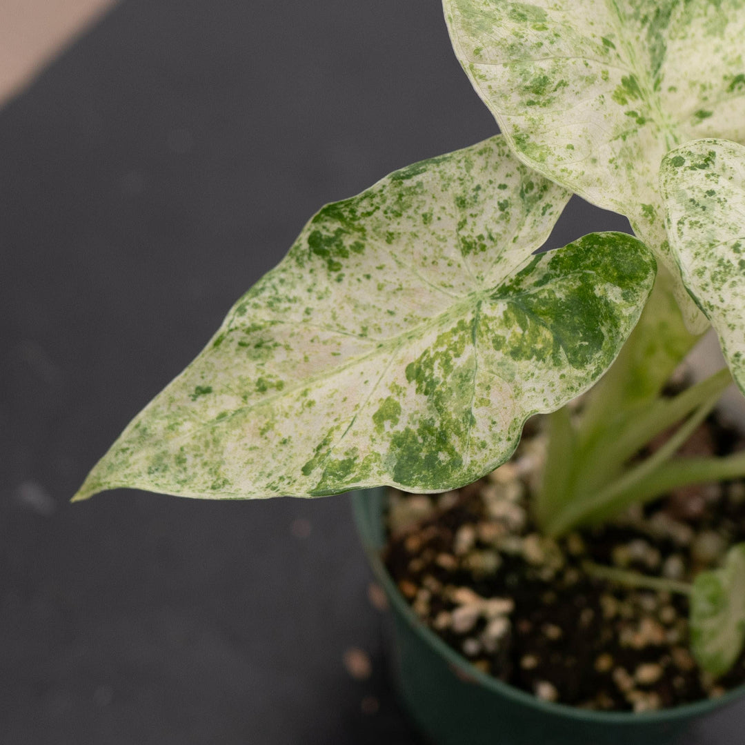 Gabriella Plants Alocasia 4" Alocasia odora &