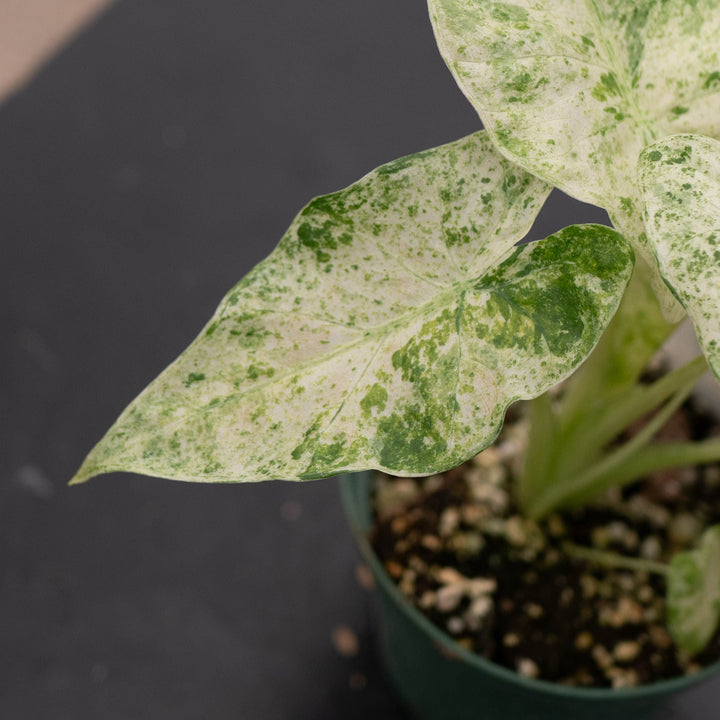 Gabriella Plants Alocasia 4" Alocasia odora &