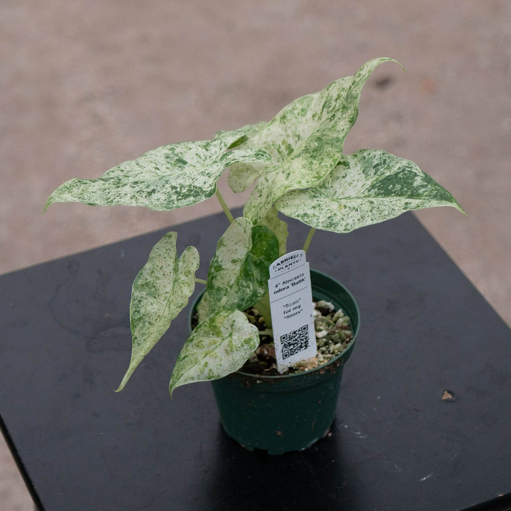 Gabriella Plants Alocasia 4" Alocasia odora 'Batik'