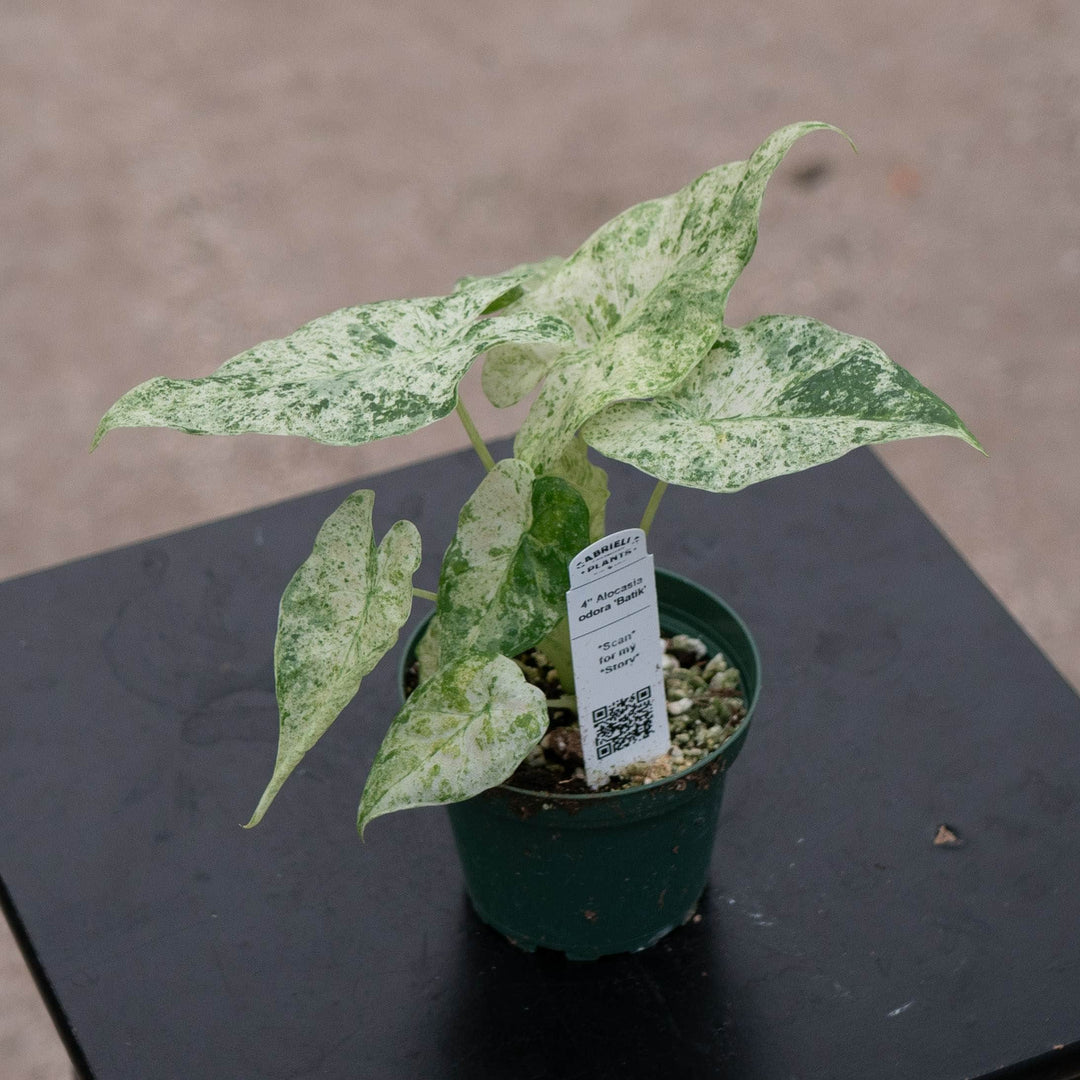 Gabriella Plants Alocasia 4" Alocasia odora &