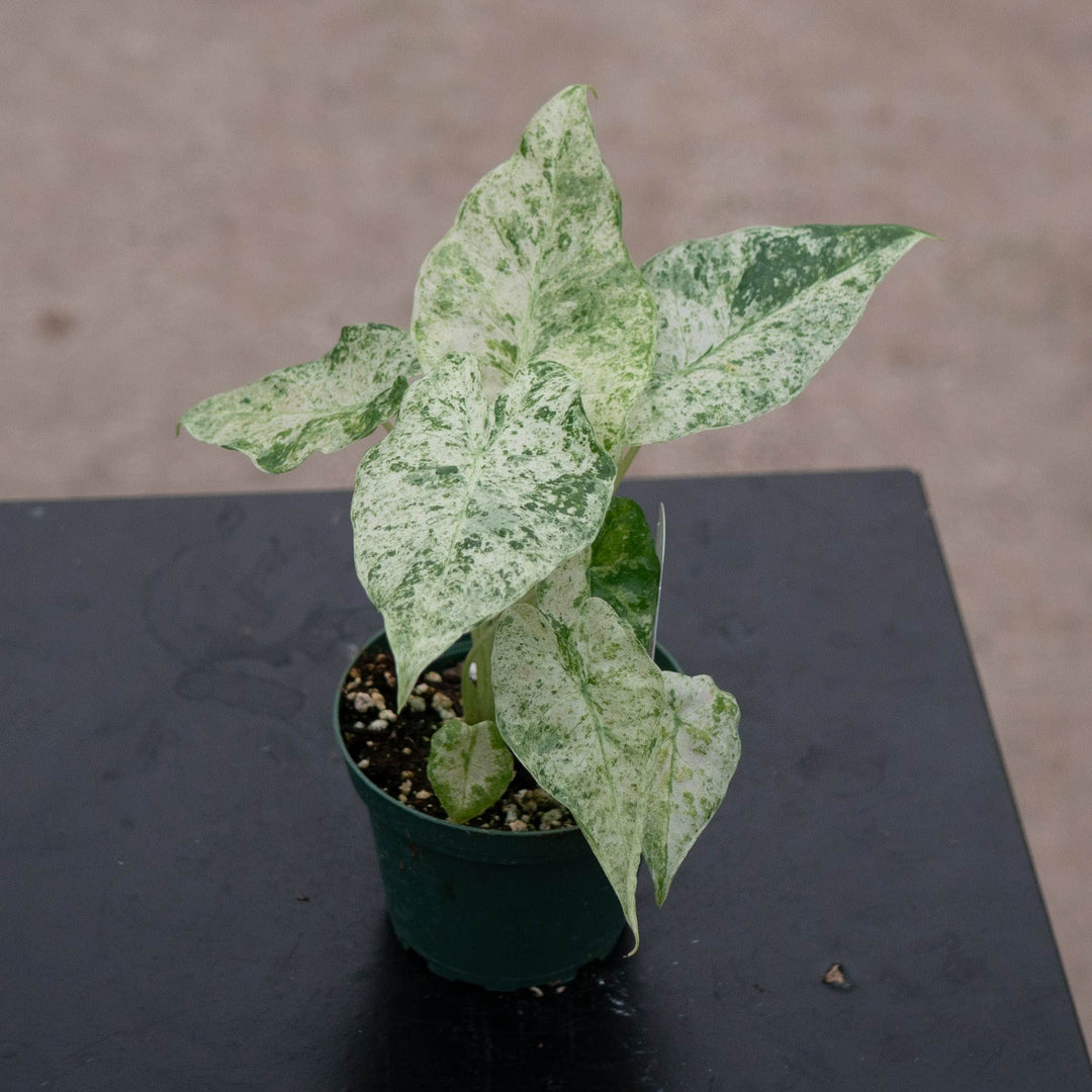 Gabriella Plants Alocasia 4" Alocasia odora &