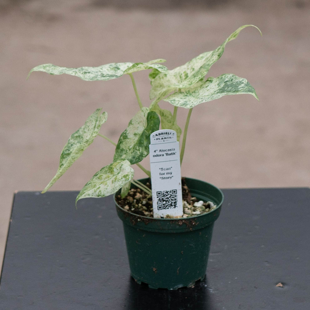 Gabriella Plants Alocasia 4" Alocasia odora 'Batik'