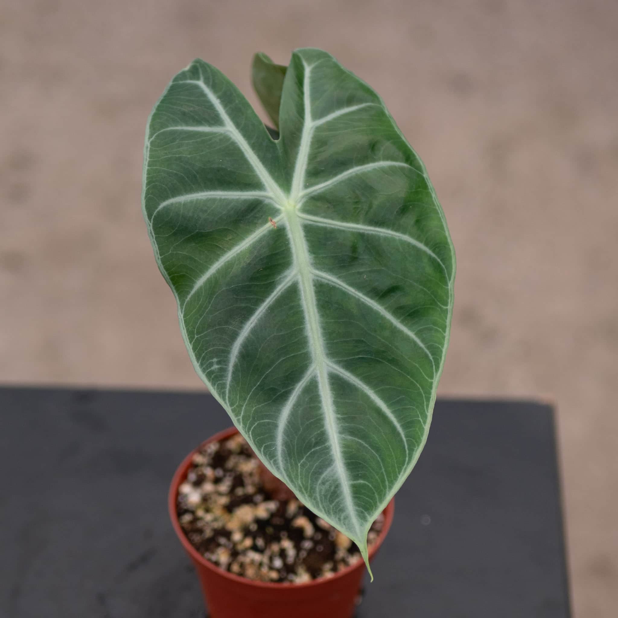 Alocasia 'Pink Princess' – Gabriella Plants