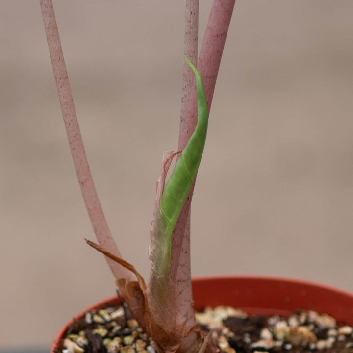 Gabriella Plants Alocasia 4" Alocasia 'Pink Princess'