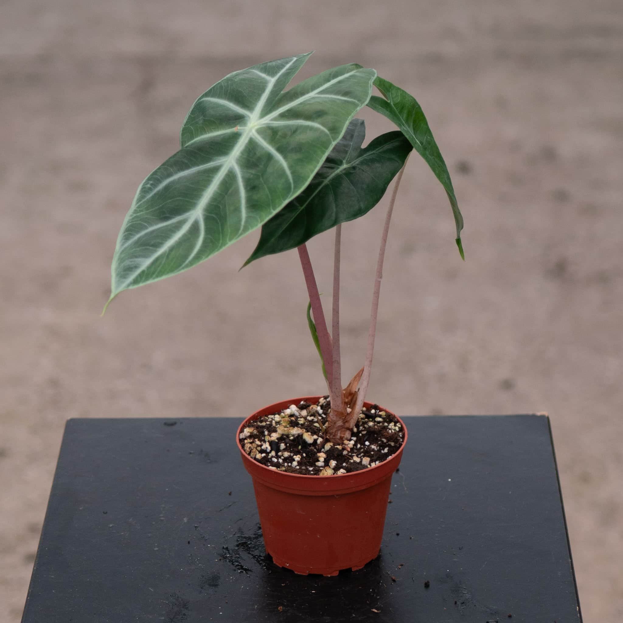 Alocasia 'Pink Princess'