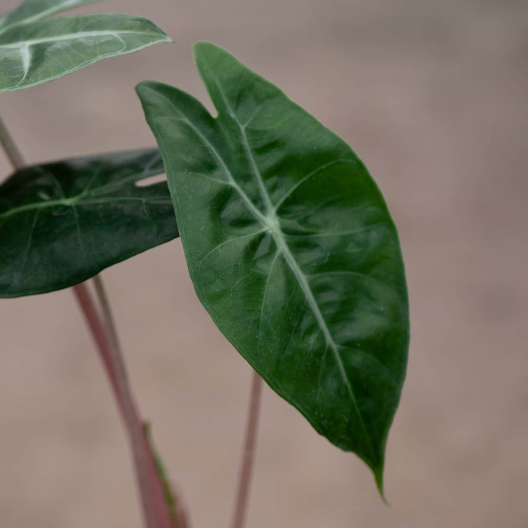 Gabriella Plants Alocasia 4" Alocasia 'Pink Princess'