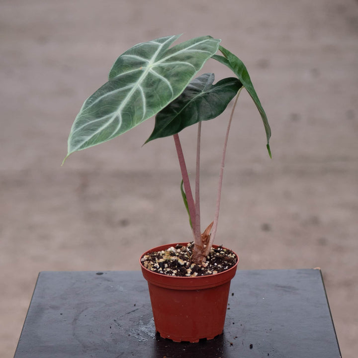 Gabriella Plants Alocasia 4" Alocasia 'Pink Princess'