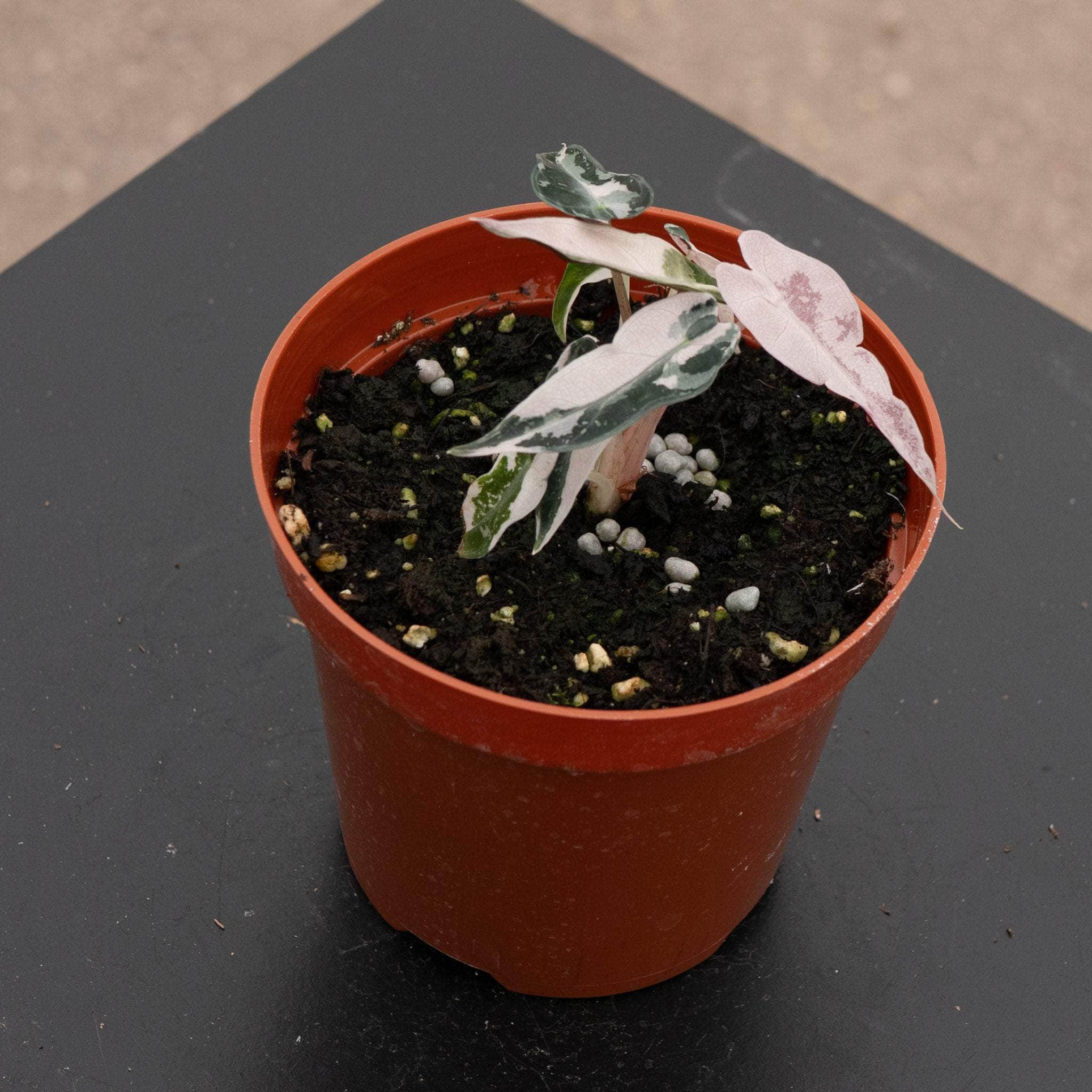Alocasia pink variegated 'Bambino' - Gabriella Plants