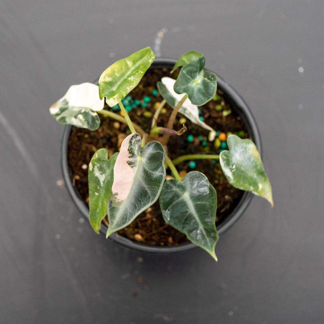 Alocasia Pink Variegated Bambino Gabriella Plants alocasia-pink-variegated-bambino-gabriella-plants