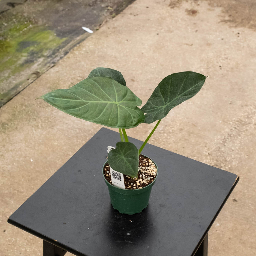 Gabriella Plants Alocasia 4" Alocasia 'Regal Shields'
