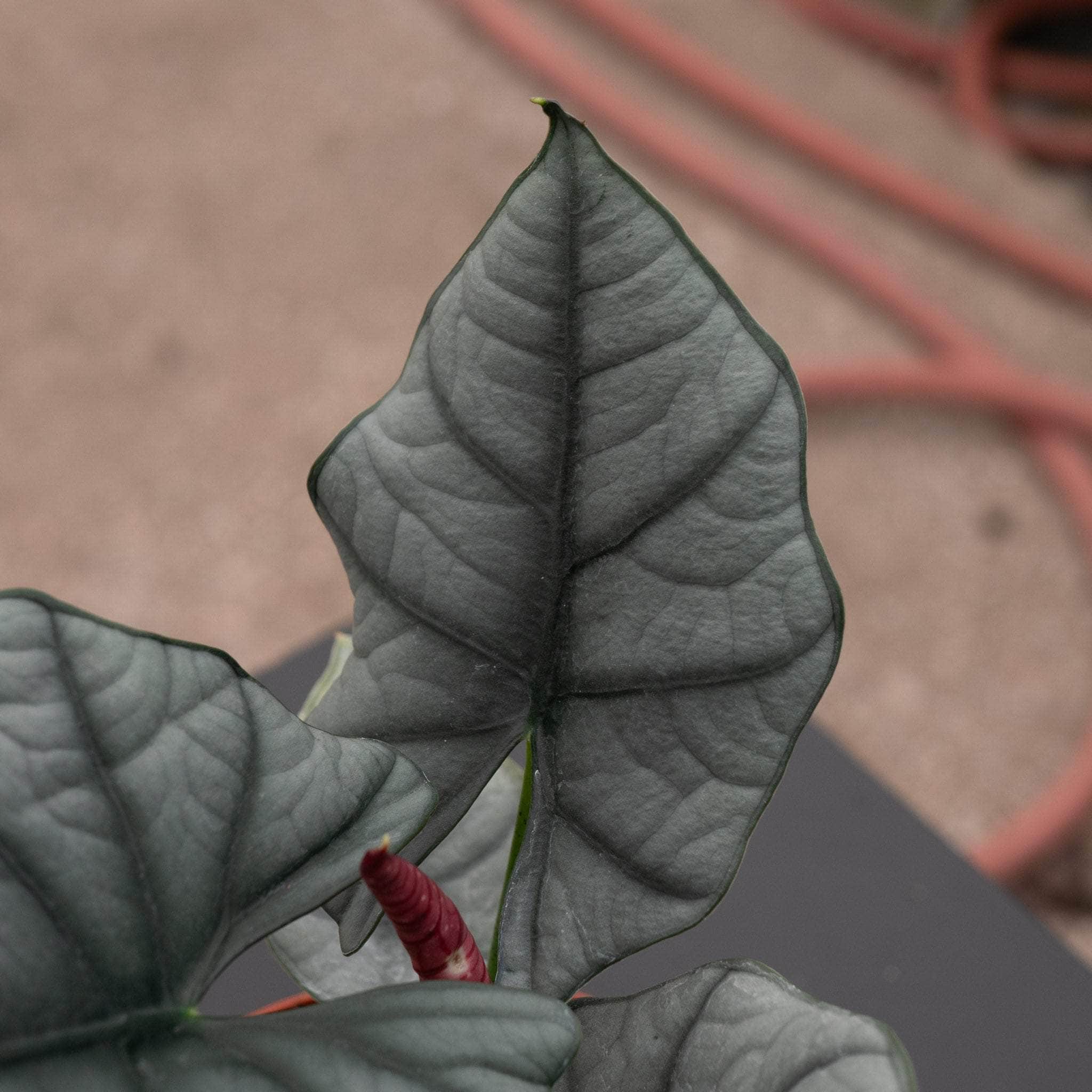 Alocasia reginae 'Elaine' - Gabriella Plants