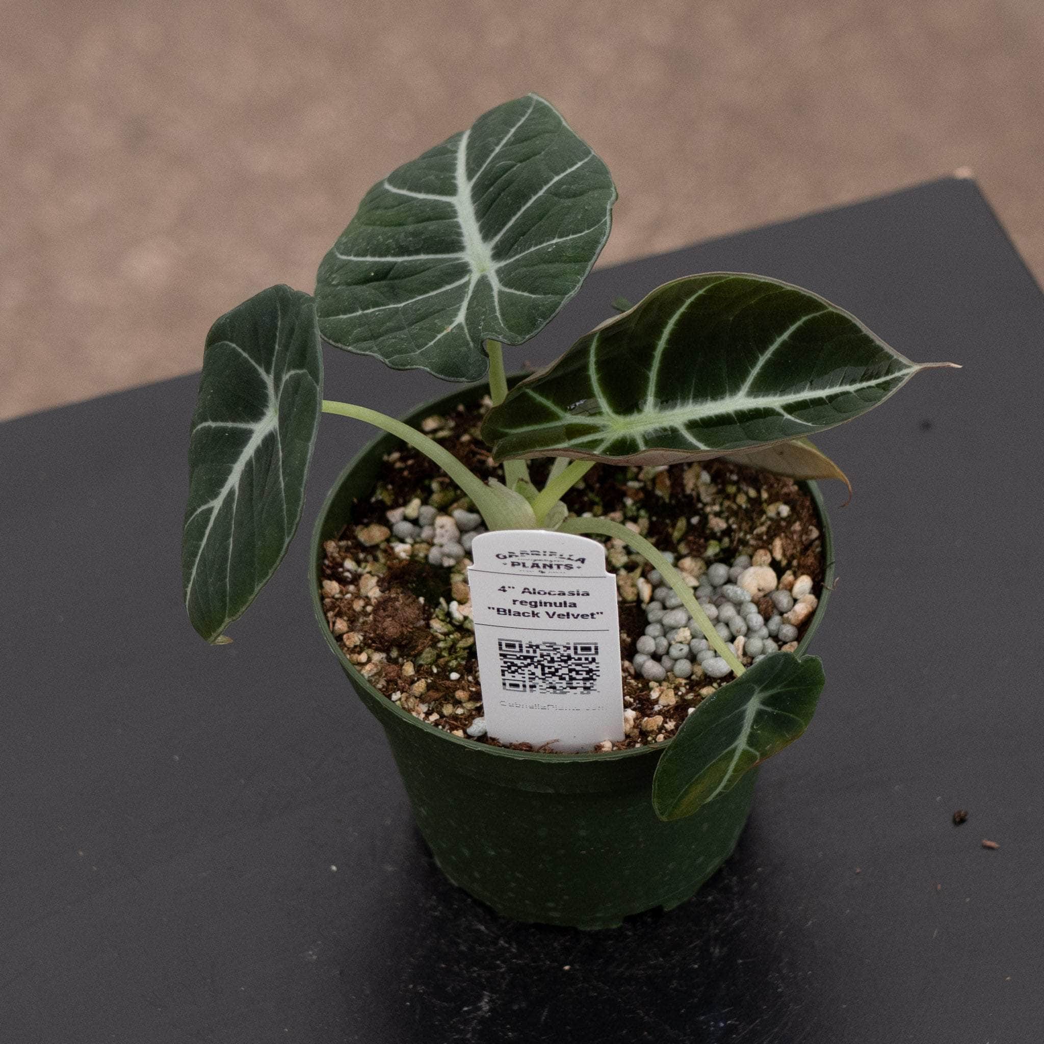 Alocasia reginula 