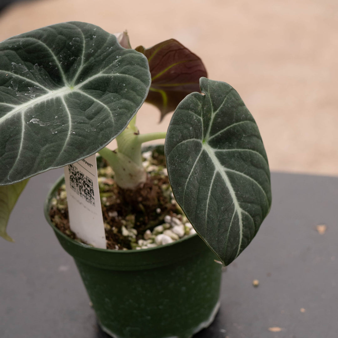 Gabriella Plants Alocasia 4" Alocasia reginula "Black Velvet"