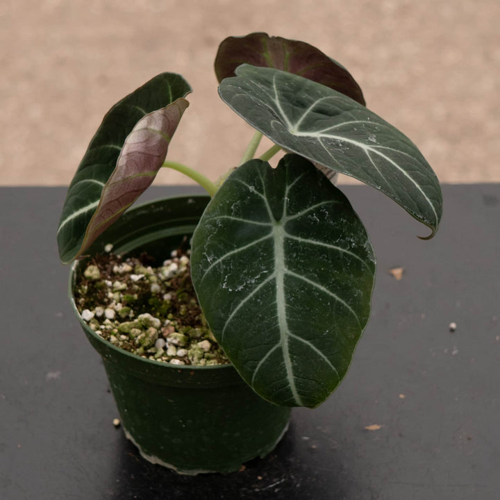 Gabriella Plants Alocasia 4" Alocasia reginula "Black Velvet"