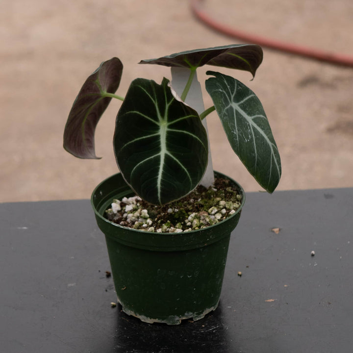 Gabriella Plants Alocasia 4" Alocasia reginula "Black Velvet"