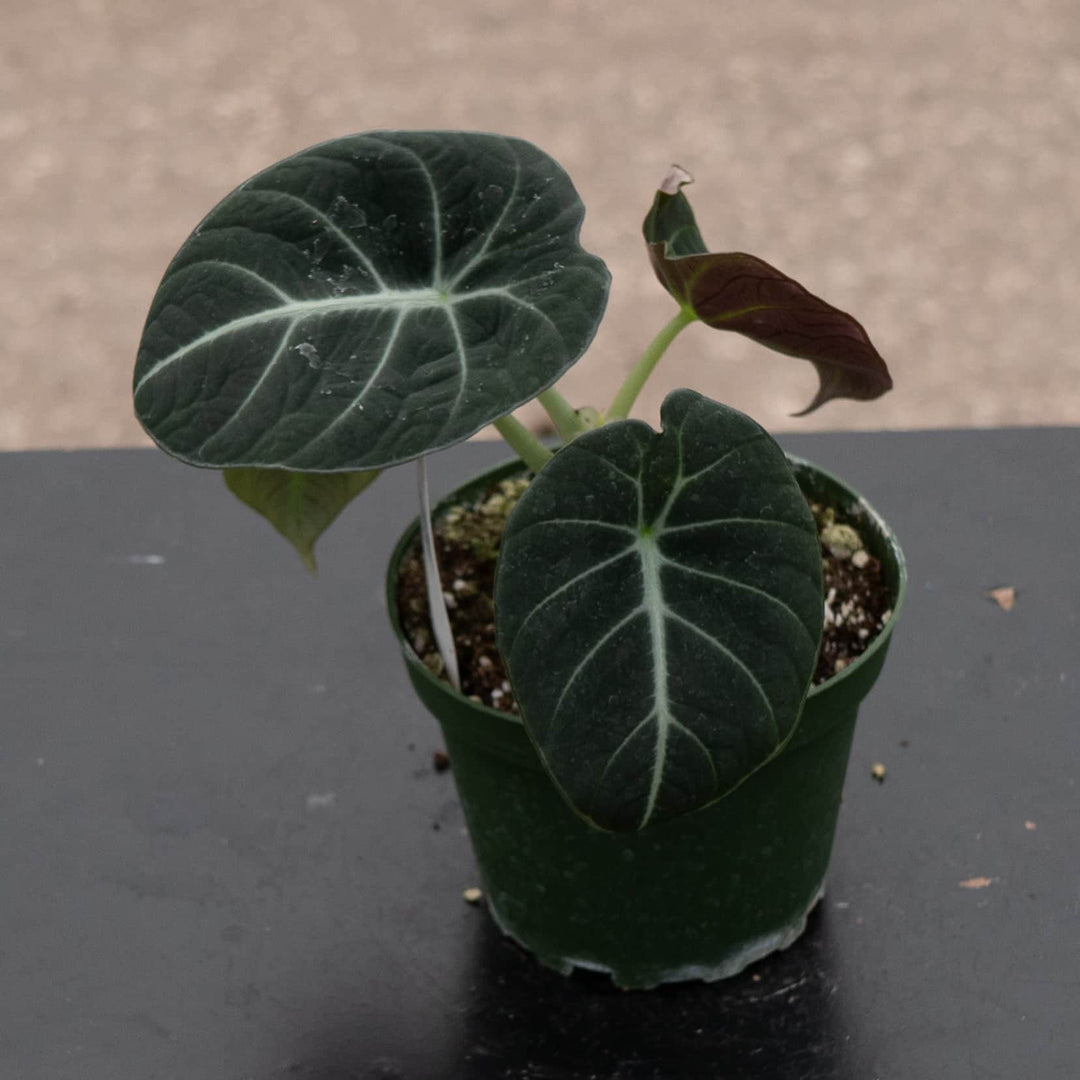Gabriella Plants Alocasia 4" Alocasia reginula "Black Velvet"