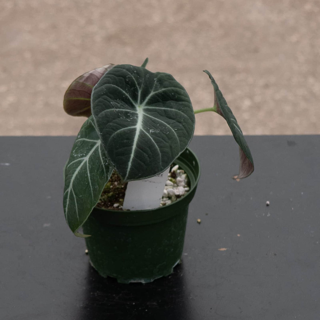 Gabriella Plants Alocasia 4" Alocasia reginula "Black Velvet"