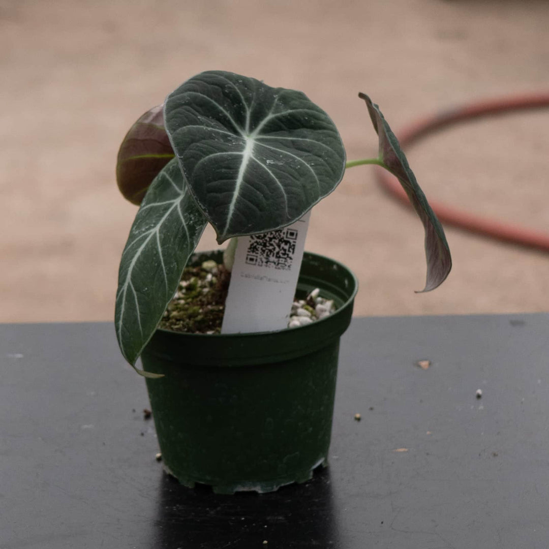 Gabriella Plants Alocasia 4" Alocasia reginula "Black Velvet"