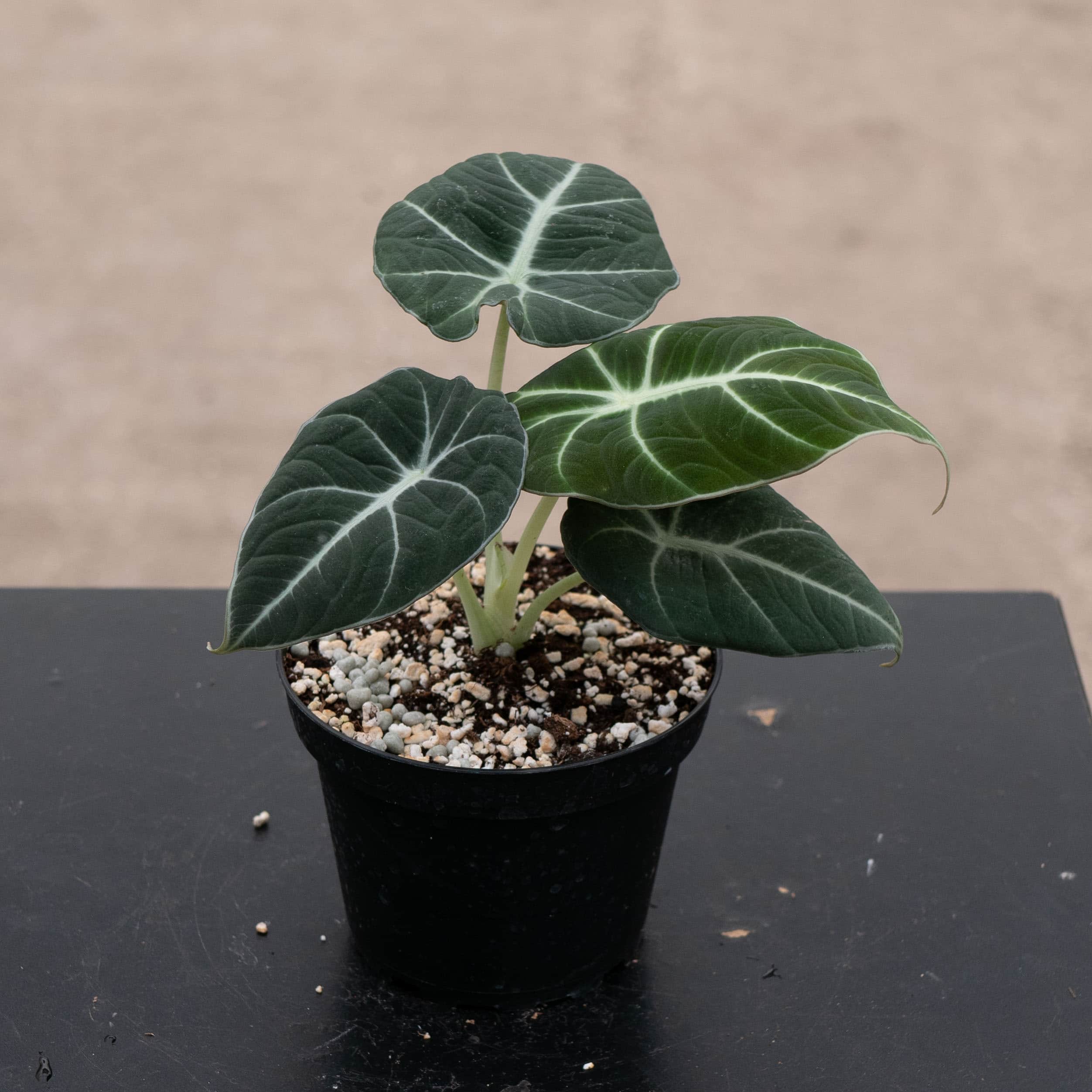 Gabriella Plants Alocasia reginula