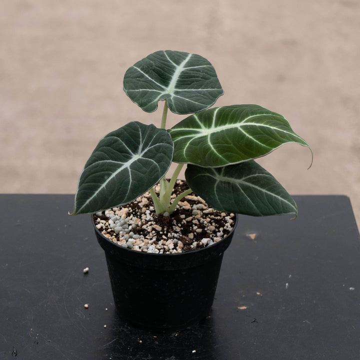 Gabriella Plants Alocasia 4" Alocasia reginula "Black Velvet"