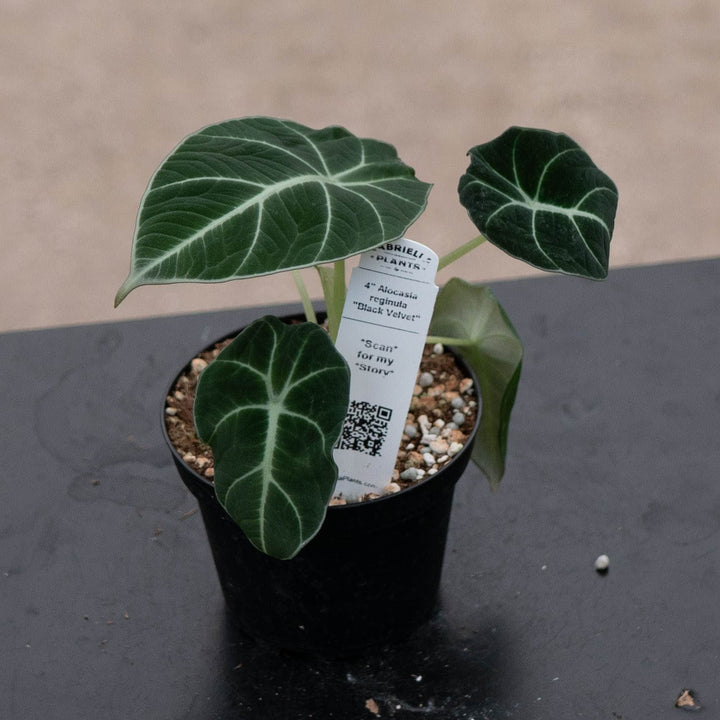 Gabriella Plants Alocasia 4" Alocasia reginula "Black Velvet"