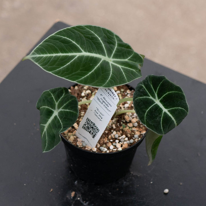Gabriella Plants Alocasia 4" Alocasia reginula "Black Velvet"